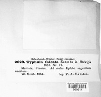 Typhula uncialis image